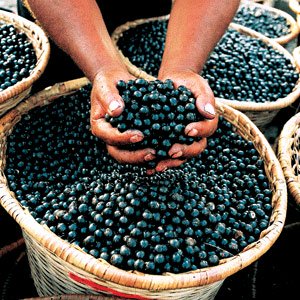Health Benefits of Acai Berry