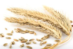 list of whole grains
